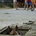 denguevirusconnoisseur avatar