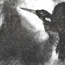 denizdalgakopuk avatar