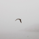 denizvegokyuzundendamlalar avatar