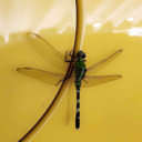 dentrodeesosojosverdes avatar