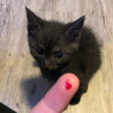 depois-da-raiv4 avatar