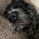 depressed-and-not-well-dressed avatar