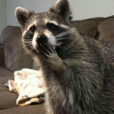 depressed-racoon avatar