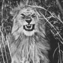 depressedlionhere avatar