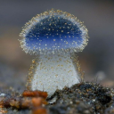 depressivemucus avatar