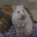 derangedgerbil avatar