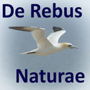 derebusnaturae avatar