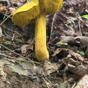 derelictphantom avatar