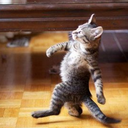 derpier-derpington-blog avatar