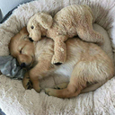 derwindhatsichgedreht avatar