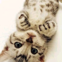 derya-celik78 avatar