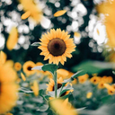 desabafos-de-uma-vida avatar