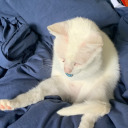 desaturatedwill avatar