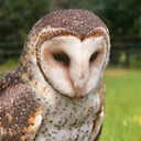 deselmshistoryowl avatar