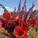 desert-lilacs avatar