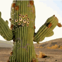 desertdaydreamer avatar