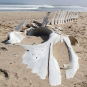 desertedbonesfoundshop avatar