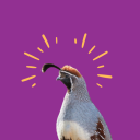 desertquail avatar