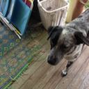 design3rshad3s avatar