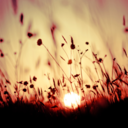 designed-by-life avatar