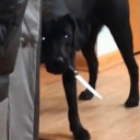 desolate-specter avatar