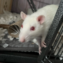 despisedhearts avatar