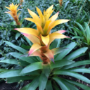 despite-pavement avatar