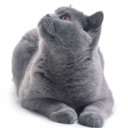 destialforever avatar