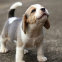 destiladoecondensado avatar