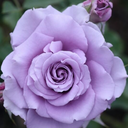 destination-happiness707 avatar