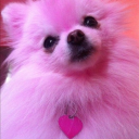 destinyofhari avatar