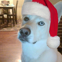 destructiondog avatar