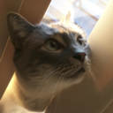 destructivecactus avatar