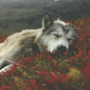 detachons-nous avatar