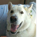 detective-panda avatar