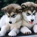 detective-sundancer avatar