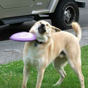 detectivearts avatar