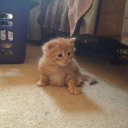 detectiveduosion avatar