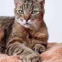 detectivemaker avatar