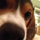 detroitstylepizza avatar