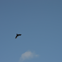 devilinmybrain avatar