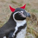 devilspenguins avatar