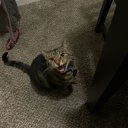 devious-delirious avatar