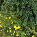 dewdropdaffodil avatar