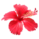 dewdropsonstamen avatar