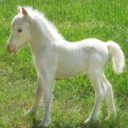 dewybaby avatar