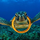 dharma-thoughts avatar