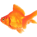 dhsuwjwbwiskwkw avatar