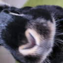 diablo-and-cito avatar