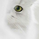 diabolicoangelonero avatar